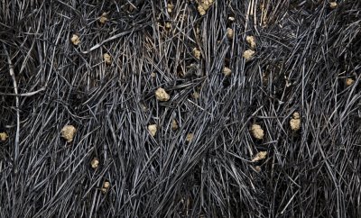 117 Pebbles on burned grass_5425Cr2Ps`0709121048.jpg