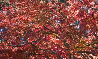 131 Backlit chinese elm leaves_7185Ps`0711151340.jpg