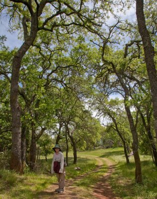 033 Dee under oak trees_8996Lr`0904131357.jpg