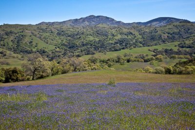 045 Little Lupine carpet and Mt Hamilton_9286Lr`0904171149.jpg