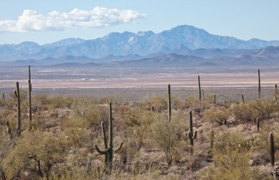 011_Saguaros with mountains in distance__7087`1001141023.jpg