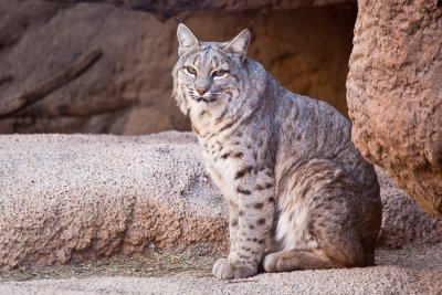 015_Bobcat__7118`1001141047.jpg