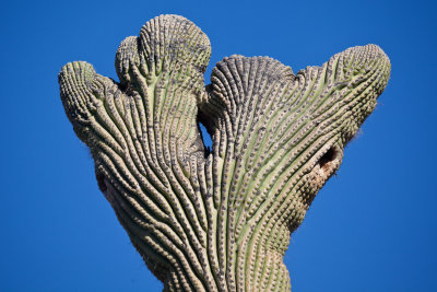 029_Saguaro top formation__7199`1001141313.jpg