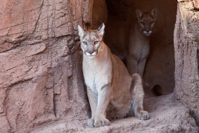 Arizona-Sonora Desert Museum