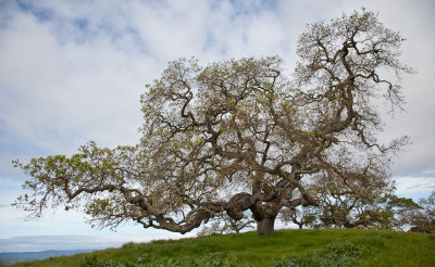 021_Oak tree__8384`1003290959.jpg