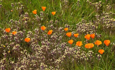 025_Poppies and Butter and Eggs__8448`1003291341.jpg