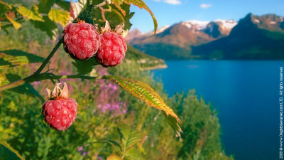 Wild Raspberry in Direct View of Fjords & Mountains