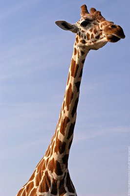 $95 - Giraffe