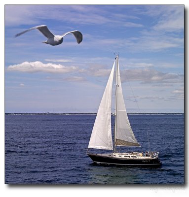 $140 - The Essence of Sailing