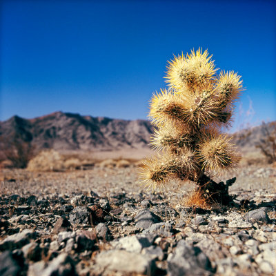 Death Valley Cactus