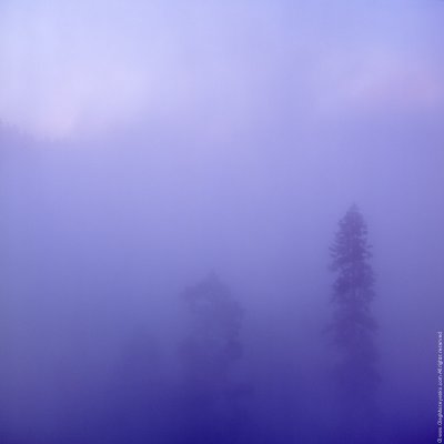 Three Pines, Sierra Nevada, CA