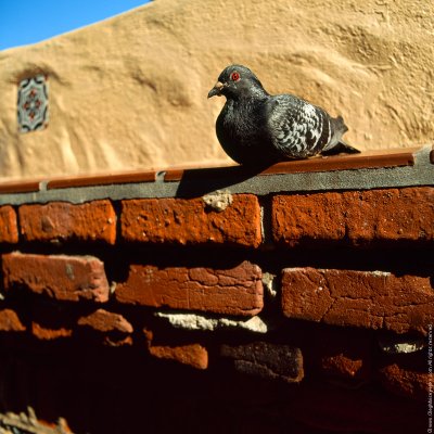 Dove on the brick wall, Avalon, St.Catalina Islland, CA, USA