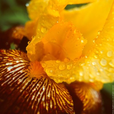 Iris Flower in Rain Droplets (close-up)