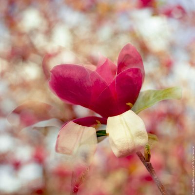 Magnolia Flower (double exposure)