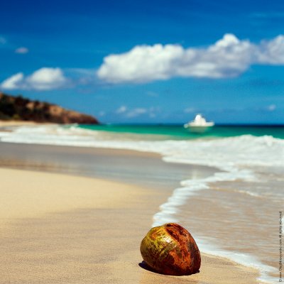 Coconut, Culebra Island, Puerto Rico