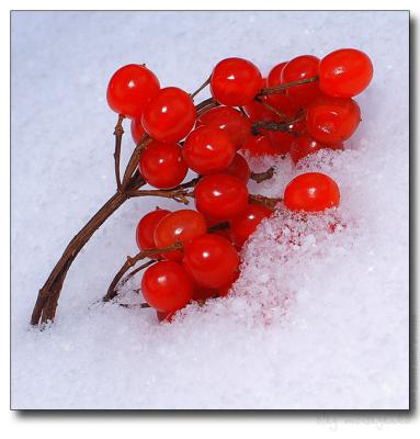 Snow Cherries