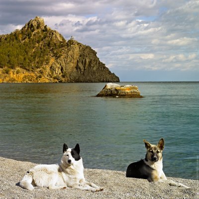 Lake Baikal: Dogs against of Cape Big Belfry