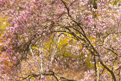 High Park Toronto in the spring