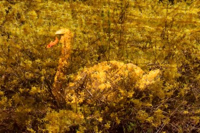 swan in forsythia