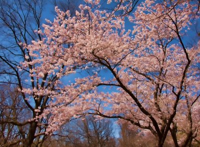 High Park Toronto in the spring