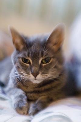 cats