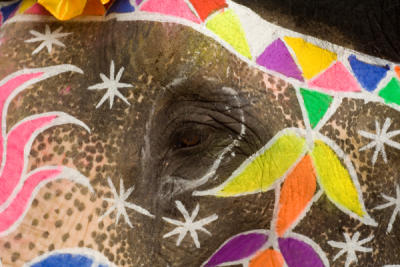 highly decorated elephant.jpg