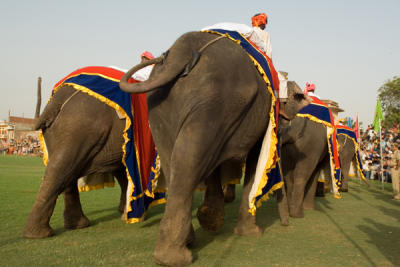 Elephant Festival view from behind of behinds.jpg