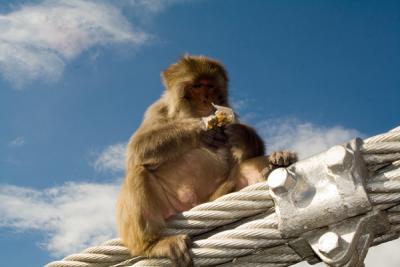 monkey on bridge with stolen food.jpg