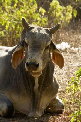 one of millions of cows everywhere in India.jpg