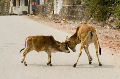 territorial battle in Rishikesh