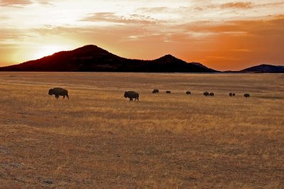 Buffalo Sunset near Meers Cutoff