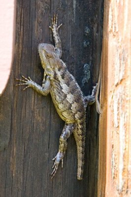 Texas Spiny Lizard (Sceloporus olivaceus)