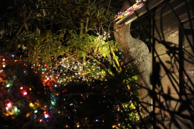 Christmas 2009