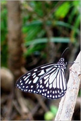 6. Wild Butterfly