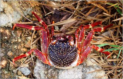 Crab On The Rocks