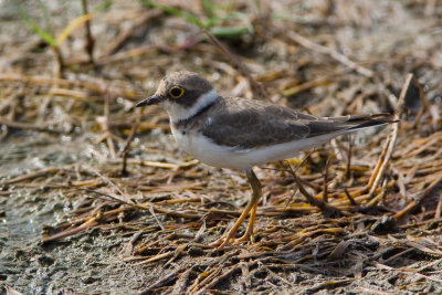 Little Ringed Plover