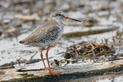 Common Redshank