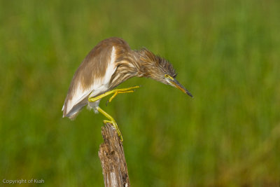 Chinese Pond Heron