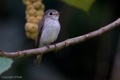 Asian Brown Flycatcher