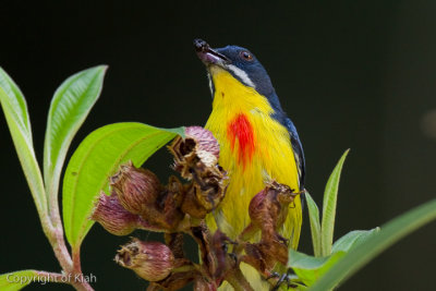 Crimson Breasted Flowerpecker
