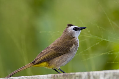 Yellow Vented Bulbul