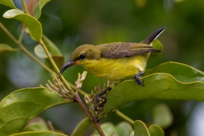 Olive-backed Sunbird