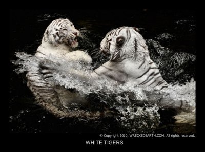 WHITE TIGERS 12.jpg