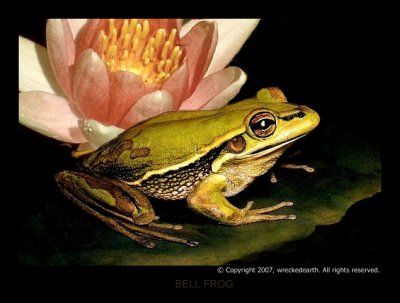 BELL FROG.jpg