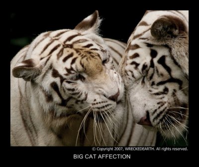 BIG CAT AFFECTION.JPG