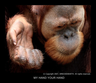 MY HAND YOUR HAND1.JPG