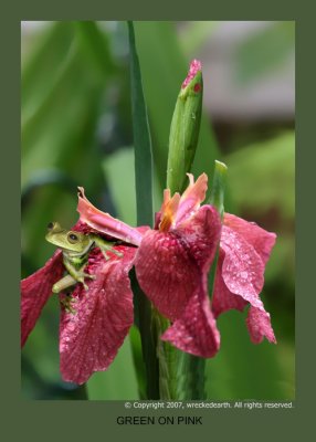 IRIS AND TINY TREE FROG.jpg