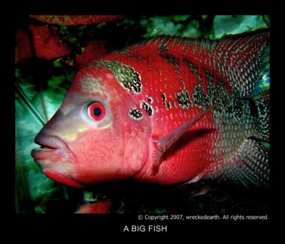 A BIG FISH.jpg