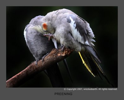 PREENING1.JPG