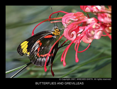 Grevilleas_and_butterflies.jpg